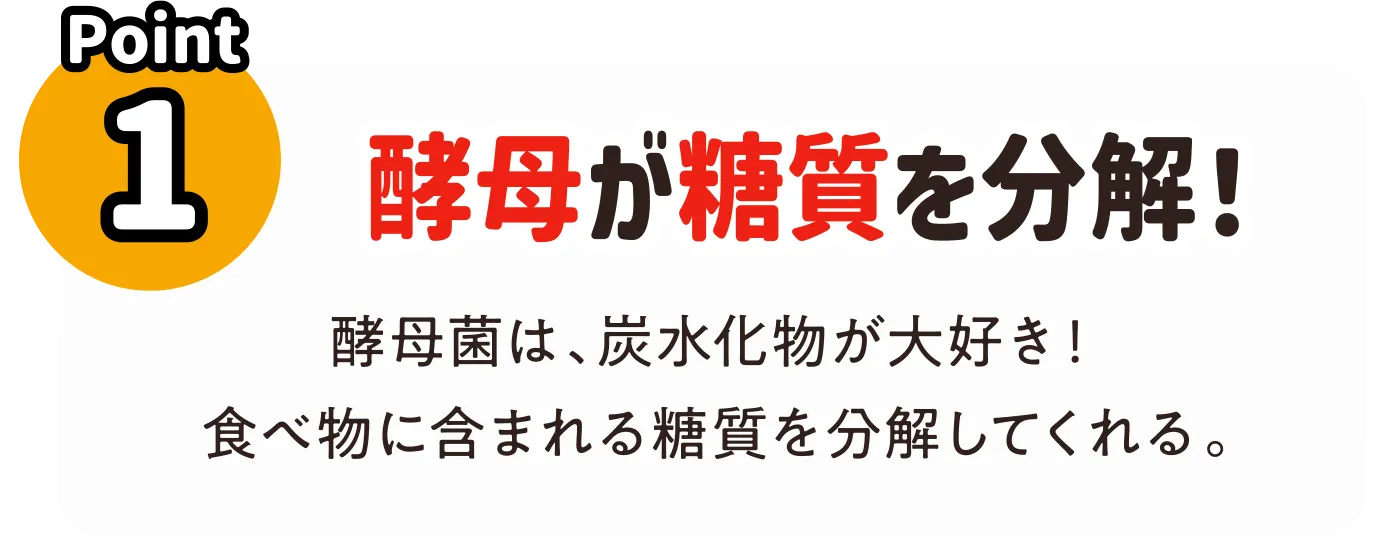 Point1 酵母が糖質を分解！